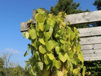 Amerikanische Pfeifenwinde / Pfeifenblume / Gespensterpflanze, 10-20 cm, Aristolochia macrophylla (durior), Topfware von Aristolochia macrophylla (durior)