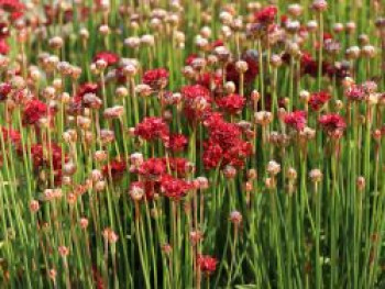 Breitblättrige Grasnelke 'Ballerina Red', Armeria pseudarmeria 'Ballerina Red', Topfware von Armeria pseudarmeria 'Ballerina Red'