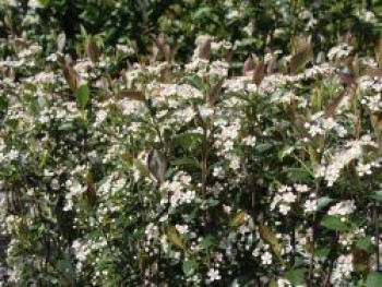 Apfelbeere 'Brilliant', 40-60 cm, Aronia arbutifolia 'Brilliant', Containerware von Aronia arbutifolia 'Brilliant'
