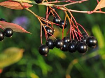 Apfelbeere 'Aron', 40-60 cm, Aronia melanocarpa 'Aron', Containerware von Aronia melanocarpa 'Aron'