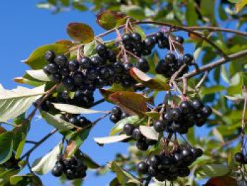 Apfelbeere 'Hugin', 80-100 cm, Aronia melanocarpa 'Hugin', Containerware von Aronia melanocarpa 'Hugin'