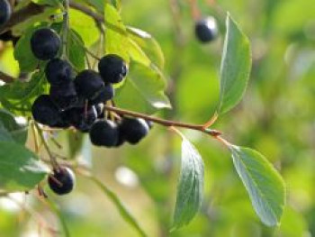 Apfelbeere 'Nero', 40-60 cm, Aronia prunifolia 'Nero', Containerware von Aronia prunifolia 'Nero'