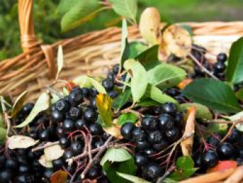 Apfelbeere 'Viking', 30-40 cm, Aronia melanocarpa 'Viking', Containerware Apfelbeere 'Viking', 30-40 cm, Aronia melanocarpa 'Viking', Containerware von Aronia melanocarpa 'Viking'