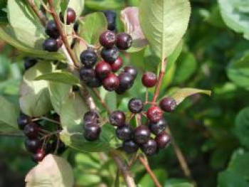 Kahle Apfelbeere / Schwarze Apfelbeere, 80-100 cm, Aronia melanocarpa, Containerware von Aronia melanocarpa