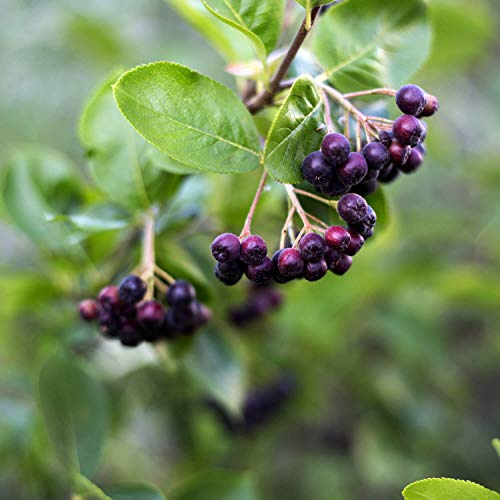 Aronia Planze von Aronialand