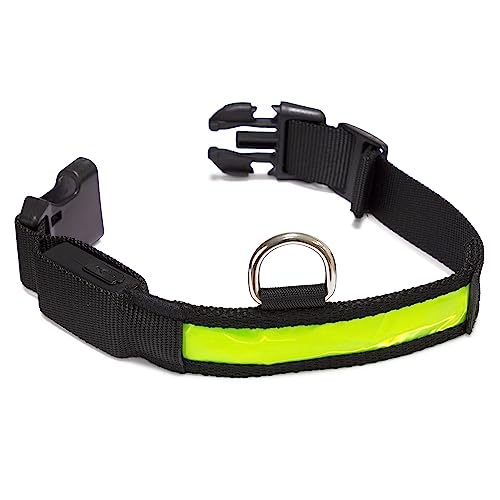 Arquivet - Leuchtendes Hundehalsband, LED, Gelb, Größe M, 38 – 50 cm, 2,5 cm von Arquivet