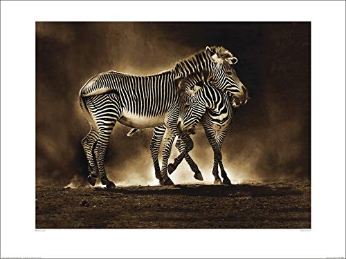 Marina Cano "Zebra Grevys 60 x 80cm Kunstdruck Marina Cano "Zebra Grevys 60 x 80cm Kunstdruck von Art Group