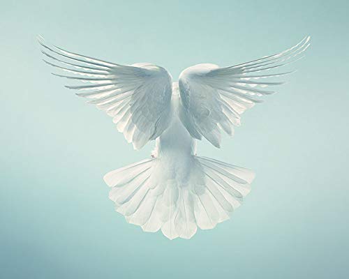 Tim Flach Kunstdrucke, Papier, Mehrfarbig, 40 x 50 cm Tim Flach Kunstdrucke, Papier, Mehrfarbig, 40 x 50 cm von Art Group