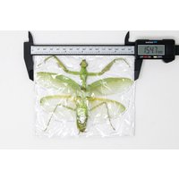 1 X Große Grüne Gottesanbeterin Thailand, Ausgebreitet, Präparierte Entomologie von ArtButterflies
