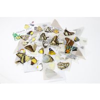 10 Bunte Schmetterlinge, Unmontierte Papierstücke, Exzellenter Zustand von ArtButterflies