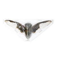10 X Große Fledermausflügelzikaden | Cryptotympana Aquila, Echte A1 Exemplare Mit 100 Mm Spannweite von ArtButterflies