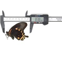 2 X Der Scharlachrote Mormone | Papilio Deiphobus Rumanzovia A1 Ungefasste Schmetterlings-Entomologie-Muster Mit Papier von ArtButterflies
