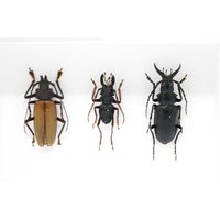 A Collection Of Real Longhorned Beetles | Coleoptera Inc. Wissenschaftliche Sammlung Daten, A1 Qualität, Entomologie, Echte Insekten Exemplare Sku#39 von ArtButterflies