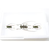 Eine Sammlung Von Echten Longhorned Beetles | Coleoptera Inc. Wissenschaftliche Daten, A1 Qualität, Entomologie, Echte Insekten Exemplare #se40 von ArtButterflies