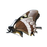 Einer | 1 Papilio Warscewiczii, A1 Echte Trocken Konservierte Schmetterlinge, Unmontierte Entomologie Taxidermie-Exemplare Einer | 1 Papilio Warscewiczii, A1 Echte Trocken Konservierte Schmetterlinge, Unmontierte Entomologie Taxidermie-Exemplare von ArtButterflies