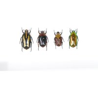 Flower Chafer Beetle Collection | Coleoptera Cetoniinae Inc. Wissenschaftliche Sammlung Daten, A1 Qualität, Entomologie, Echte Insekten Exemplare #53 von ArtButterflies