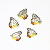Fünf | 5 Delias Hyparete, "Painted Jezebel" A1 Echte, Trocken Konservierte Schmetterlinge, Nicht Montierte Entomologie-Taxiermie-Muster von ArtButterflies