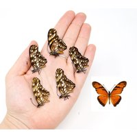 Fünf | 5 Juno Silverspot | Dione Juno A1 Echte Trockenkonservierte Schmetterlinge, Unmontierte Entomologie Präparate von ArtButterflies
