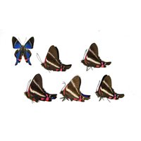 Fünf | 5 Metalmark Schmetterlinge | Rhetus Periander Aus Papier Entomologie Specimen Fünf | 5 Metalmark Schmetterlinge | Rhetus Periander Aus Papier Entomologie Specimen von ArtButterflies