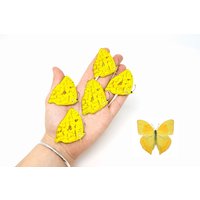 Fünf | 5 Phoebis Rurina, A1 Echte Trockenkonservierte Schmetterlinge, Nicht Montierte Entomologie-Taleren von ArtButterflies