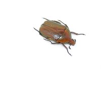 Fünf | 5 Skarabäus-Käfer Mit Roter Blume 20 Mm Entomologie Specimen von ArtButterflies