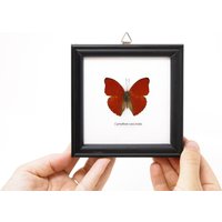 Gerahmter Blutroter Schmetterling | Cymothoe Sangaris Wandbehang Home Décor 13, 5 X 12, 5 cm. Geschenk Verpackt von ArtButterflies