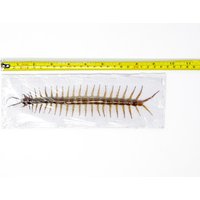 Grosser 8 "Riesiger Tausendfüßler | Scolopendra Subspinipes 20 cm+ Ausgebreitetes Specimen A1 Grosser 8 "Riesiger Tausendfüßler | Scolopendra Subspinipes 20 cm+ Ausgebreitetes Specimen A1 von ArtButterflies