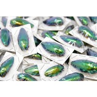 Großhandel 20 Metallic Grün Juwel Käfer | Sternocera Ruficornis A1 Entomologie Specimens von ArtButterflies