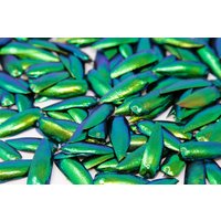 Juwel Käfer Elytra in Extra Large Tough Glass Tube 150mm Mit Korkstopper | Ethisch Bezogener Metallic Green Jewel Beetle Wings von ArtButterflies