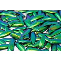 Juwel Käfer Elytra in Extra Large Tough Glass Tube 150mm Mit Korkstopper | Ethisch Bezogener Metallic Green Jewel Beetle Wings Juwel Käfer Elytra in Extra Large Tough Glass Tube 150mm Mit Korkstopper | Ethisch Bezogener Metallic Green Jewel Beetle Wings von ArtButterflies