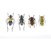 Longhorn Beetle Collection | Coleoptera Inc. Wissenschaftliche Sammlung Daten, A1 Qualität, Entomologie, Echte Insekten Exemplare #20 von ArtButterflies