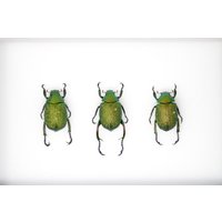 Metallic Green Beetle Collection | Chrysophora Chrysochlora Inc. Wissenschaftliche Sammlung Daten, A1 Qualität, Entomologie | #12 von ArtButterflies