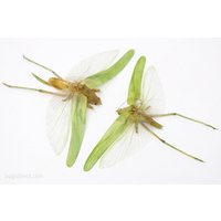 Paar Grüne Blatt Katydids 10 cm Spannweite Spread Specimens A1 Quality Real Insect Entomology Paar Grüne Blatt Katydids 10 cm Spannweite Spread Specimens A1 Quality Real Insect Entomology von ArtButterflies