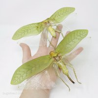 Paar Herkulesblatt Mimik Katydiden 8 "Spannweite | Pseudophyllus Hercules Ausbreitmuster A1 Qualität Echt Insekt Entomologie von ArtButterflies