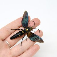 Riesen-Wespe Wings-Spread | Megascolia Procer Riesen-Biene Hornisse Insekten, Entomologie Präparator von ArtButterflies