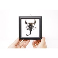Thai Schwarzwald Skorpion Gerahmt | Hetrometrus Sp. | Echte Probe Unter Glas Montiert, Wandbehang Wohnkultur Gerahmt 5 X Zoll. Geschenk Verpackt Thai Schwarzwald Skorpion Gerahmt | Hetrometrus Sp. | Echte Probe Unter Glas Montiert, Wandbehang Wohnkultur Gerahmt 5 X Zoll. Geschenk Verpackt von ArtButterflies