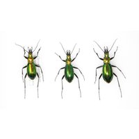 Trio Von Chrysocarabus Splendens | Insektenspezies Mit Sammeldaten | Jn21-58 von ArtButterflies