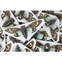 Wholesale 10 Blaue Zikade Specimen A1 Beste Feine Qualität | Tosena Sunshine 100 Mm Flügelausbreitung Wie Auf Den Fotos Zu Sehen von ArtButterflies
