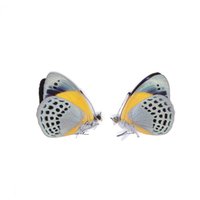 Zwei | 2 Asterope Markii Davisii | Die Gepunktete Herrlichkeit Schmetterlinge Trocken Konservierte Schmetterlings Specimen von ArtButterflies