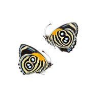 Zwei | 2 Callicore Eunomia | Die Eunomia Eighty-Eight Trocken Konservierte Schmetterlings Specimen von ArtButterflies
