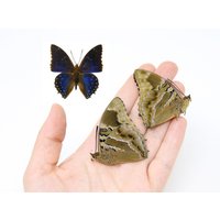 Zwei | 2 Charaxes Numenes, "Lesser Blue Charaxes" A1 Echte Trockenkonservierte Schmetterlinge, Nicht Montierte Entomologie-Taxiermie-Muster Zwei | 2 Charaxes Numenes, "Lesser Blue Charaxes" A1 Echte Trockenkonservierte Schmetterlinge, Nicht Montierte Entomologie-Taxiermie-Muster von ArtButterflies