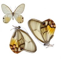 Zwei | 2 Haetera Piera "Amber Phantom" A1 Echte, Trocken Konservierte Schmetterlinge, Entomologie/Taxidermie Zwei | 2 Haetera Piera "Amber Phantom" A1 Echte, Trocken Konservierte Schmetterlinge, Entomologie/Taxidermie von ArtButterflies