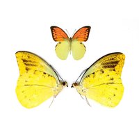 Zwei | 2 Hebomoia Leucippe, A1 Echte Trockenkonservierte Schmetterlinge, Nicht Montierte Entomologie-Taxidermie-Muster von ArtButterflies