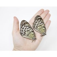 Zwei | 2 Idee Leuconoe | Der Papierdrachen Trocken Konservierte Schmetterlings Specimen Zwei | 2 Idee Leuconoe | Der Papierdrachen Trocken Konservierte Schmetterlings Specimen von ArtButterflies