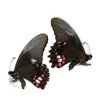 Zwei | 2 Papilio Anchisiades, "Ruby-Spotted Swallowtail" A1 Echte Trockenkonservierte Schmetterlinge, Nicht Montierte Entomologie-Taxiermie-Proben Zwei | 2 Papilio Anchisiades, "Ruby-Spotted Swallowtail" A1 Echte Trockenkonservierte Schmetterlinge, Nicht Montierte Entomologie-Taxiermie-Proben von ArtButterflies