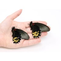 Zwei | 2 Papilio Forbesi, " von ArtButterflies