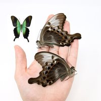 Zwei | 2 Papilio Peranthus Adamantius, "Green Blue Swallowtail" A1 Echte, Trocken Konservierte Schmetterlinge, Nicht Montierte Zwei | 2 Papilio Peranthus Adamantius, "Green Blue Swallowtail" A1 Echte, Trocken Konservierte Schmetterlinge, Nicht Montierte von ArtButterflies