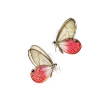 Zwei | 2 Rosa Clearwings Schmetterlinge, Cithaerias Aurorina | A1 Trocken Konservierte Ungefasste Exemplare von ArtButterflies