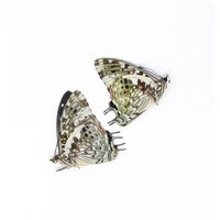 Zwei | 2 The Savannah Charaxes | Charaxes Etesipe A1 Trockenkonserven, Entomologie Präparatoren Lepidoptera Schmetterlinge von ArtButterflies