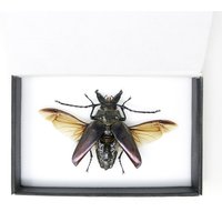 streukäfer Specimen Mit Wissenschaftlichen Sammlungsdaten, A1 Qualität, Entomologie, Echte Insekten Specimens #sku15 von ArtButterflies